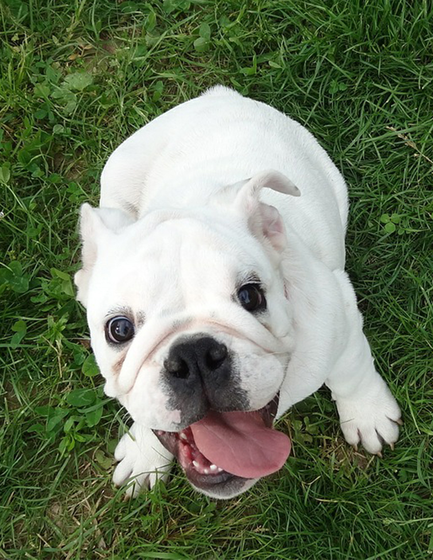 pure white bulldog