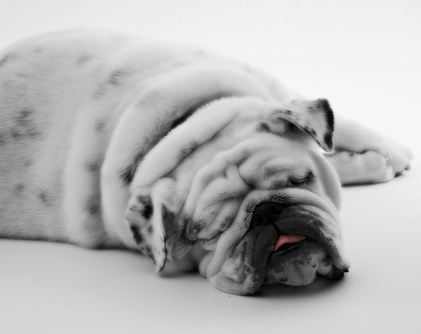 grey and white british bulldog