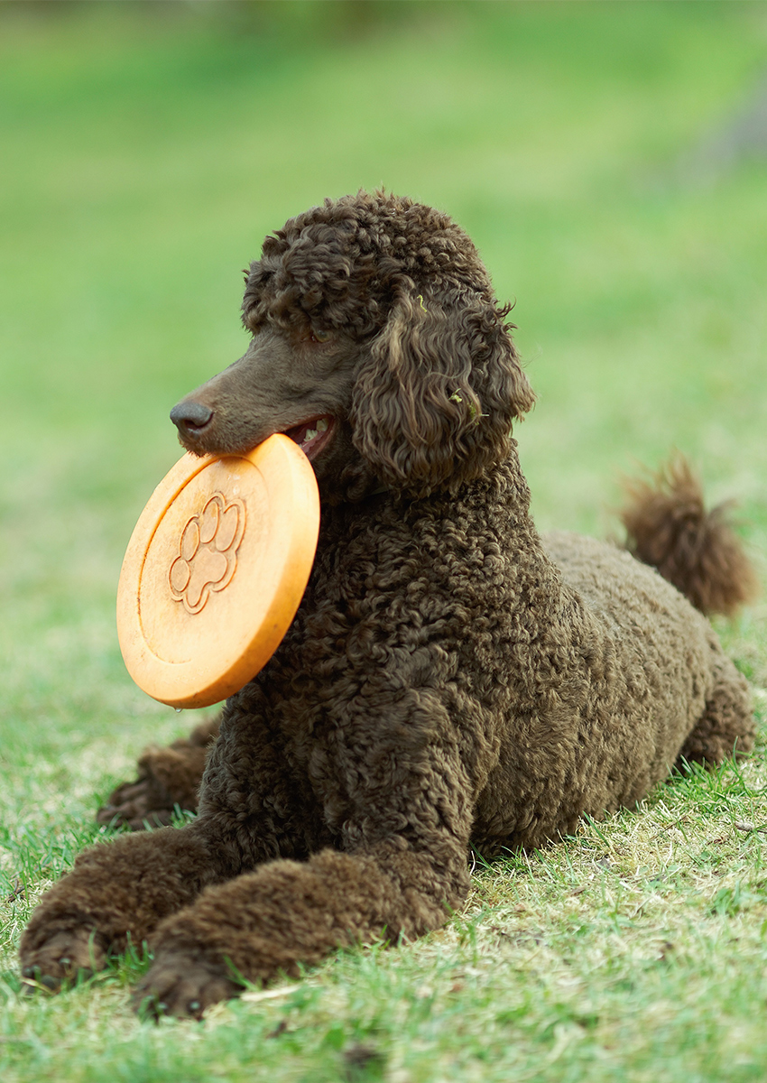 black standard poodle