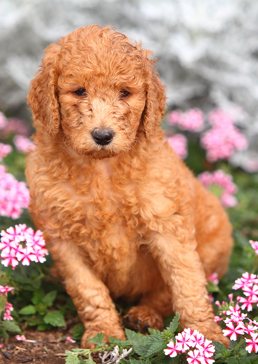 apricot standard puppy