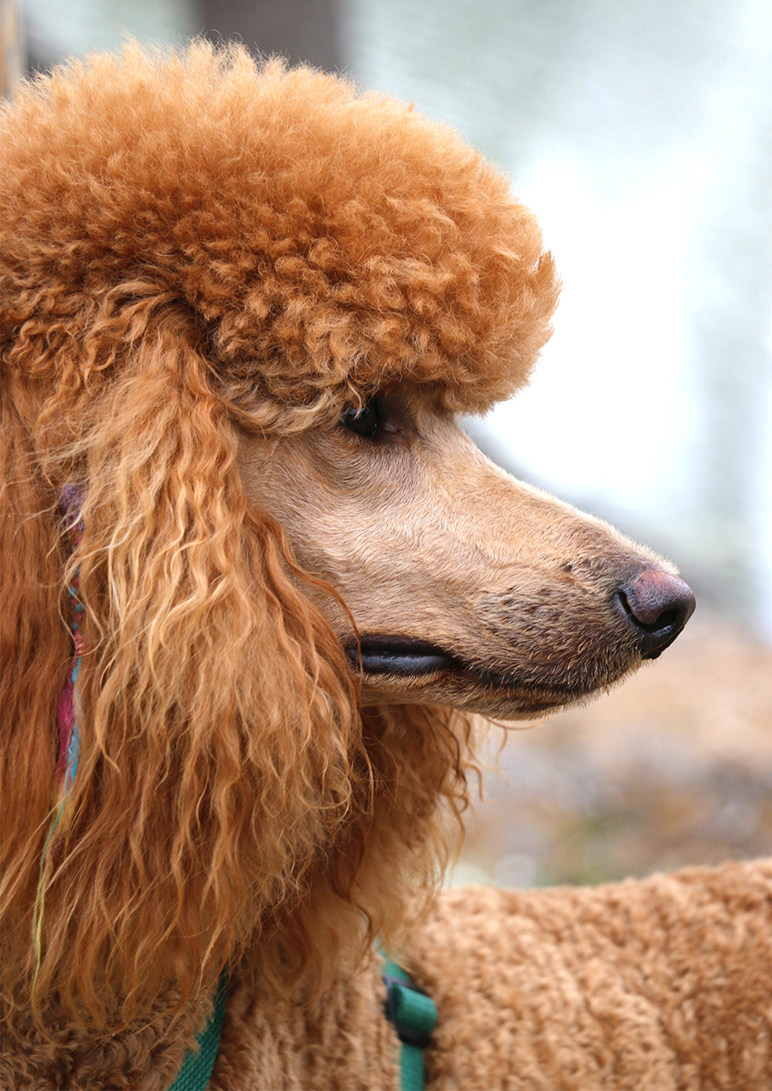 red standard poodle, Pomapoo