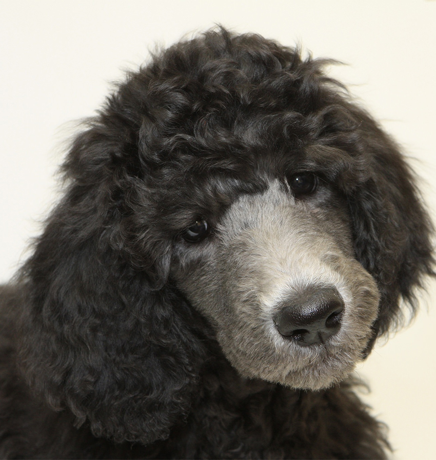 black standard poodle puppy cut