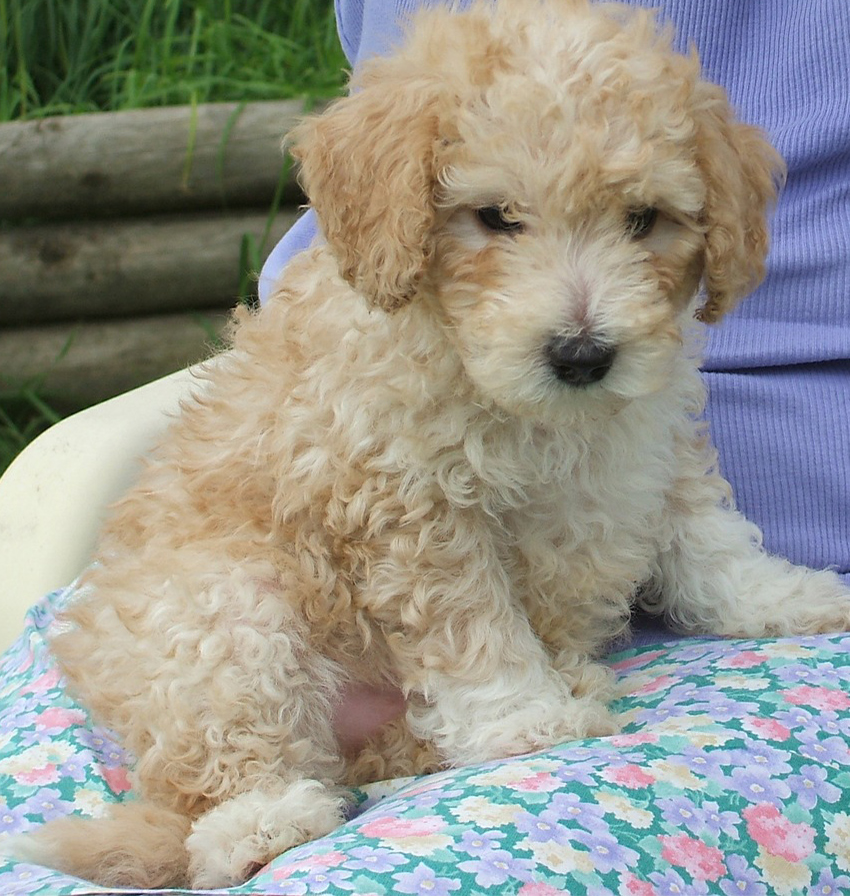 giant poodle rescue