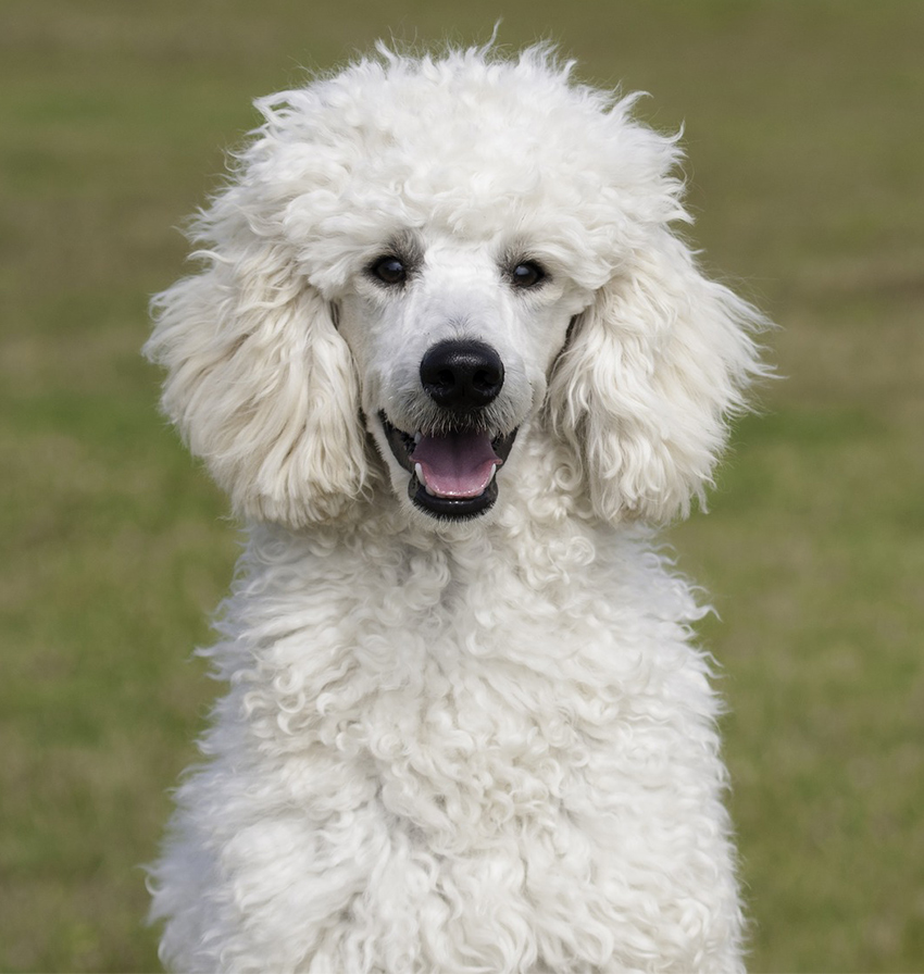 white standard poodle puppies