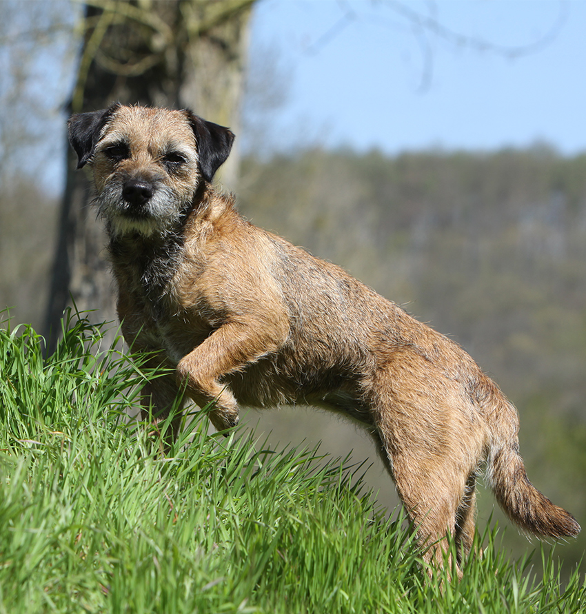 border terrier ornaments and collectables