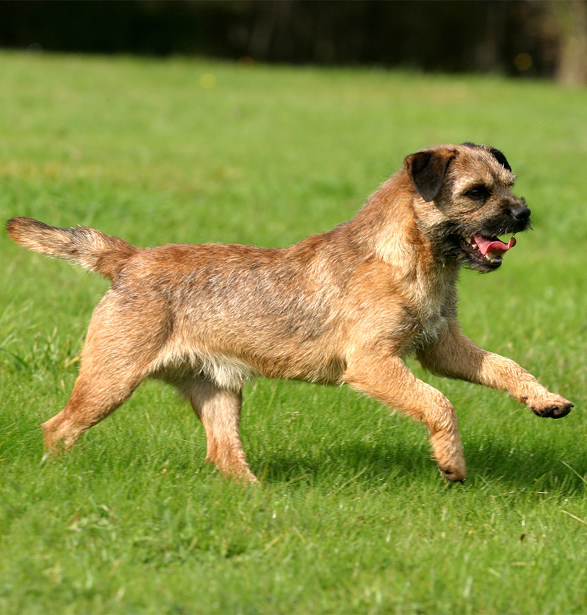 exercício de Border Terrier