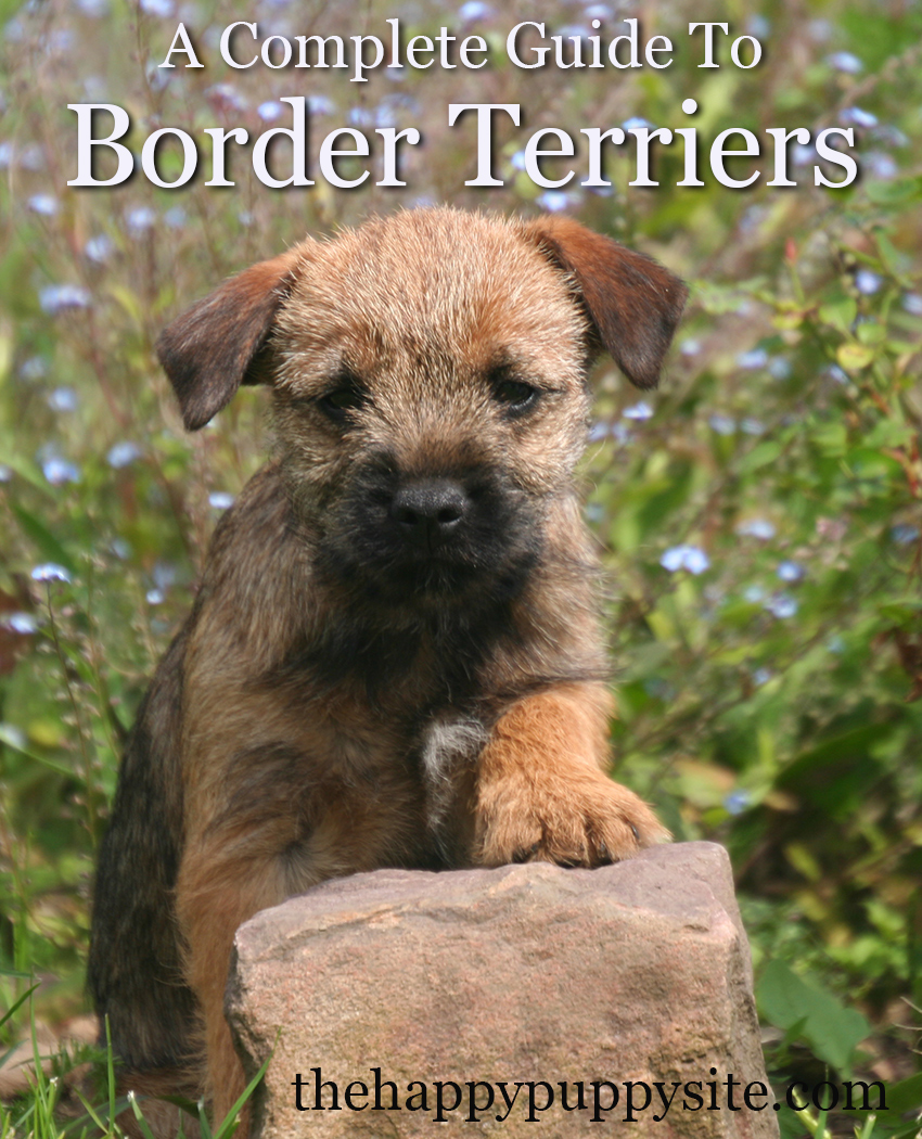 The Border Terrier: A Review of the Breed