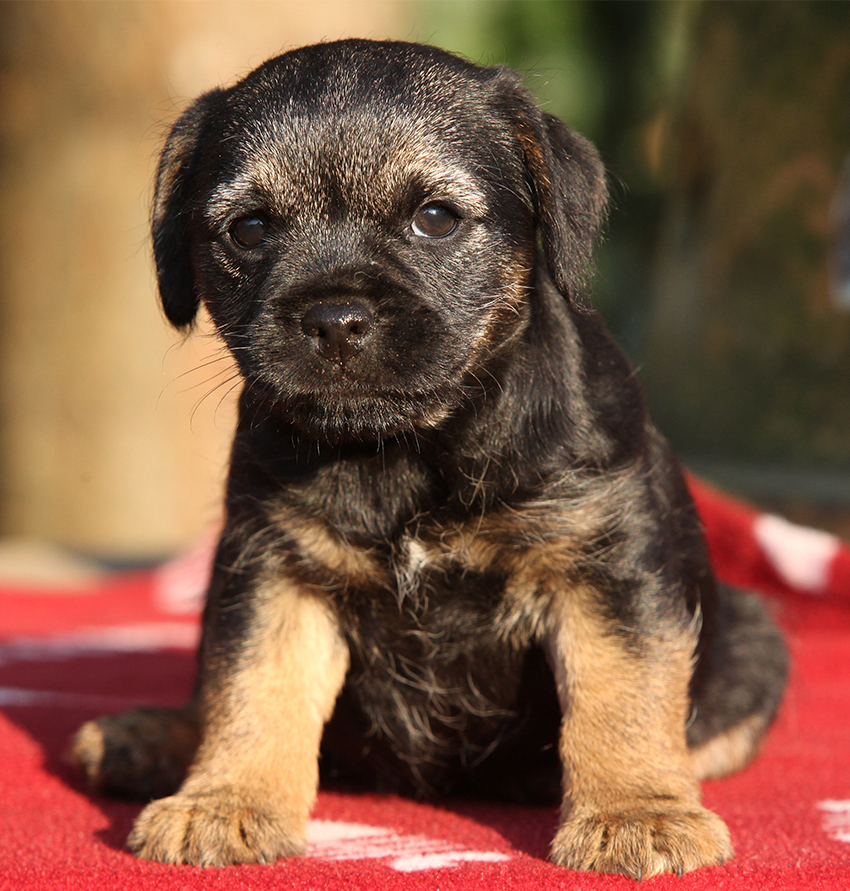 are border terriers good with babies