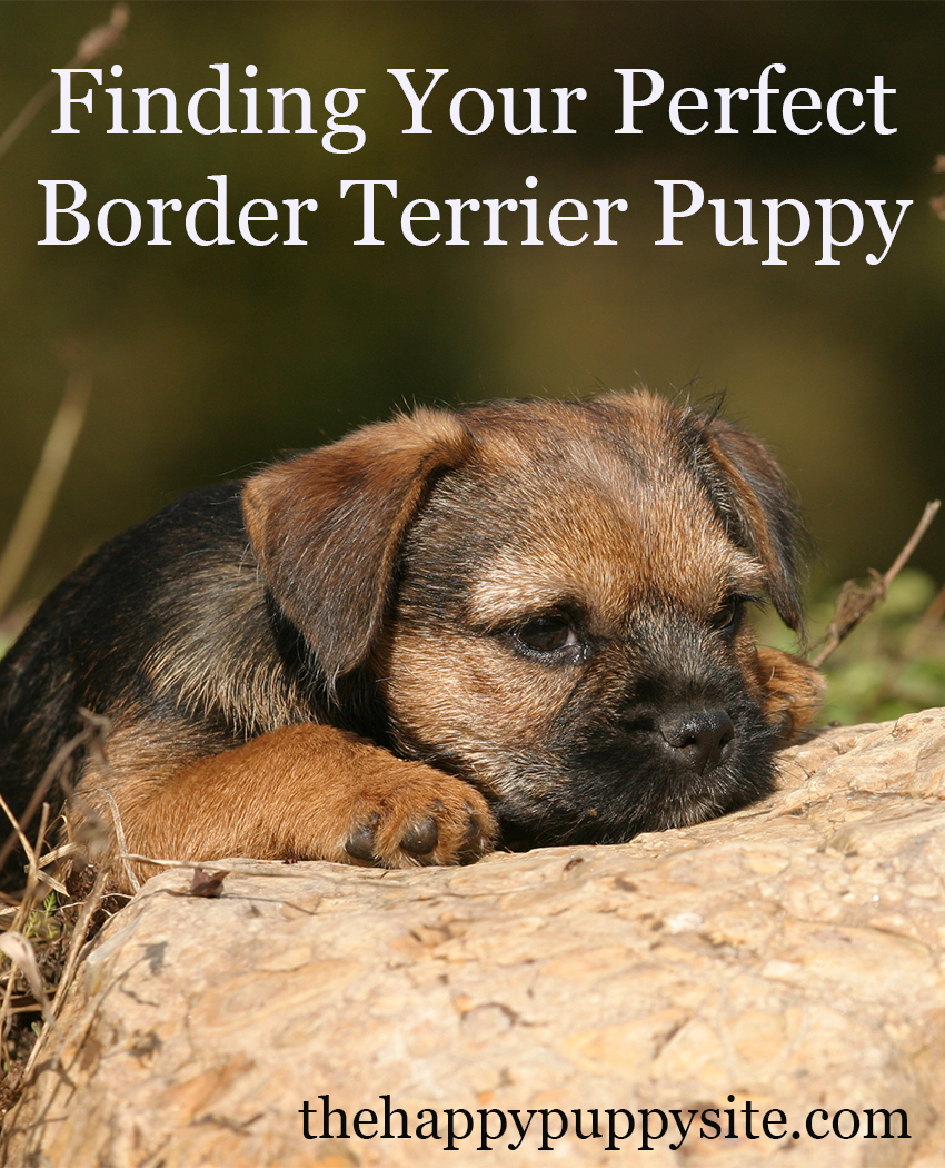 border terrier puppy's