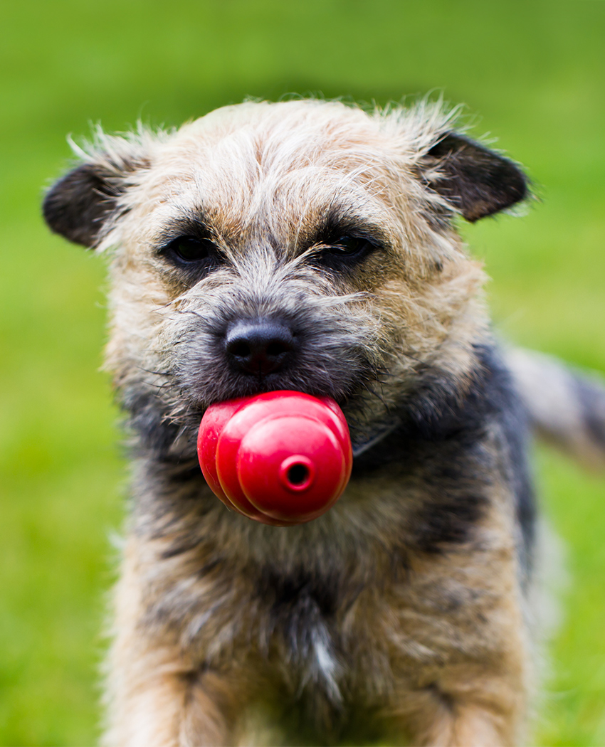 cura del border terrier