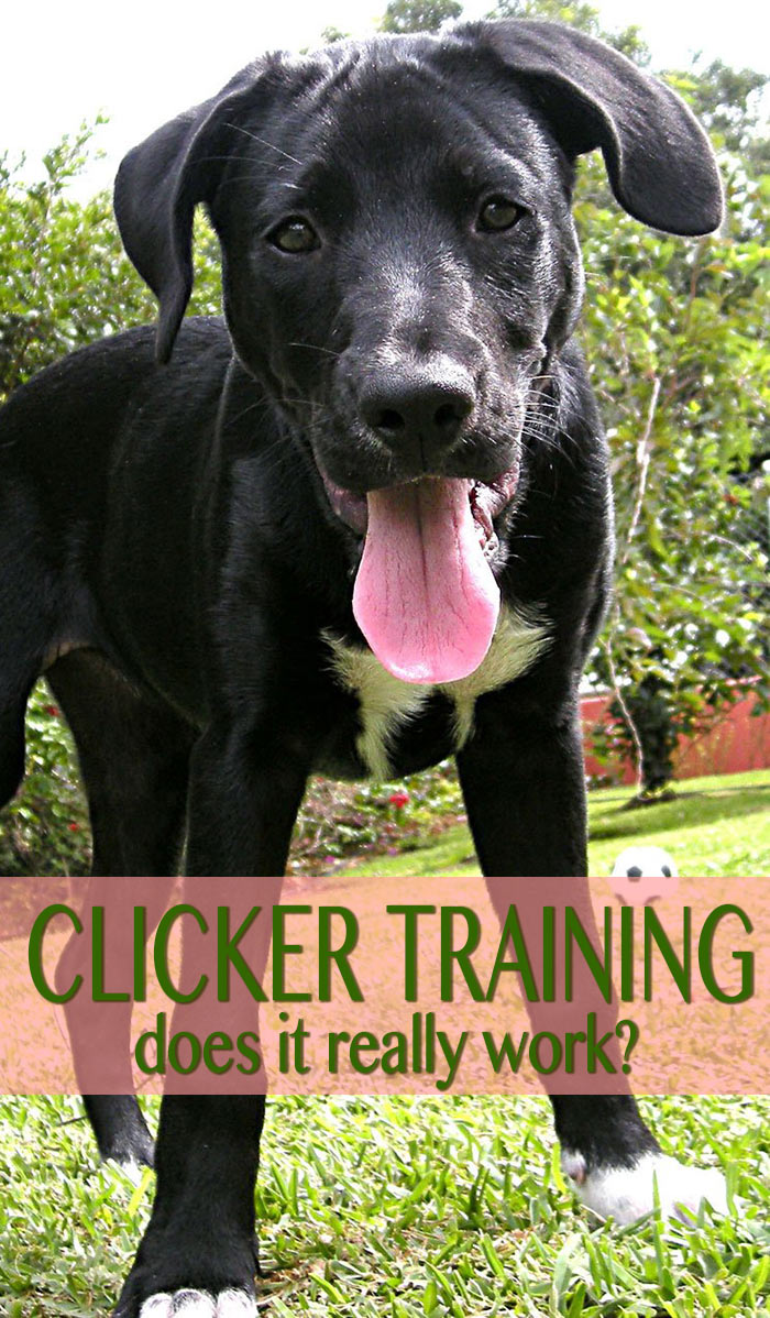 How does clicker training work? We investigate and take a detailed look at this popular dog training tool