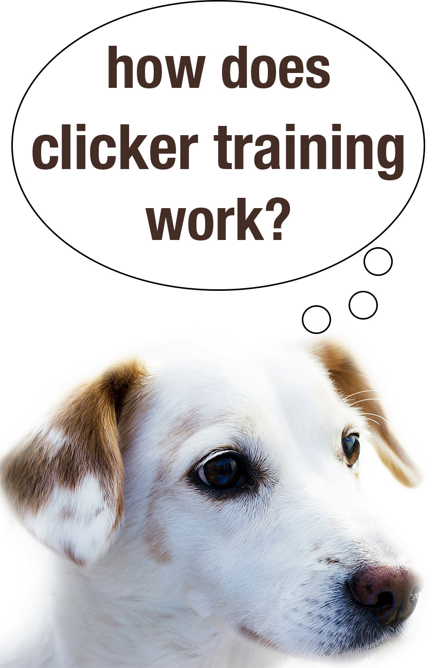 how do you use a dog clicker