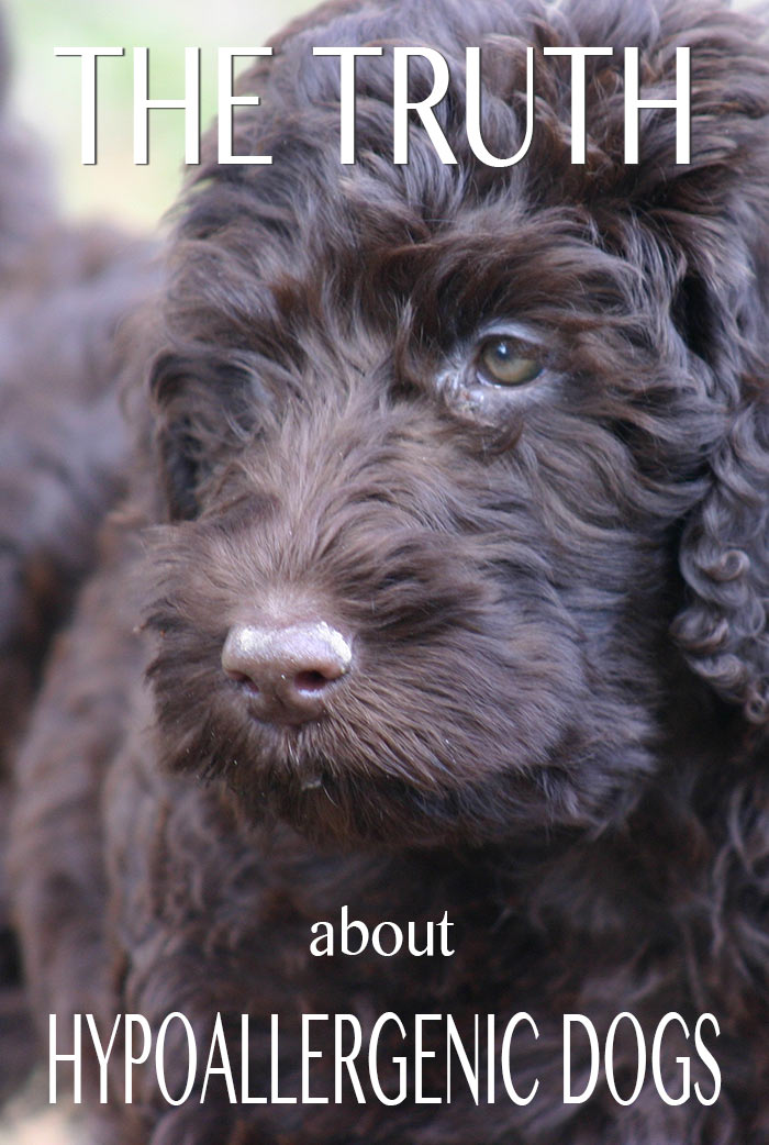 Discover the facts about hypoallergenic dog and non-shedding dog breeds