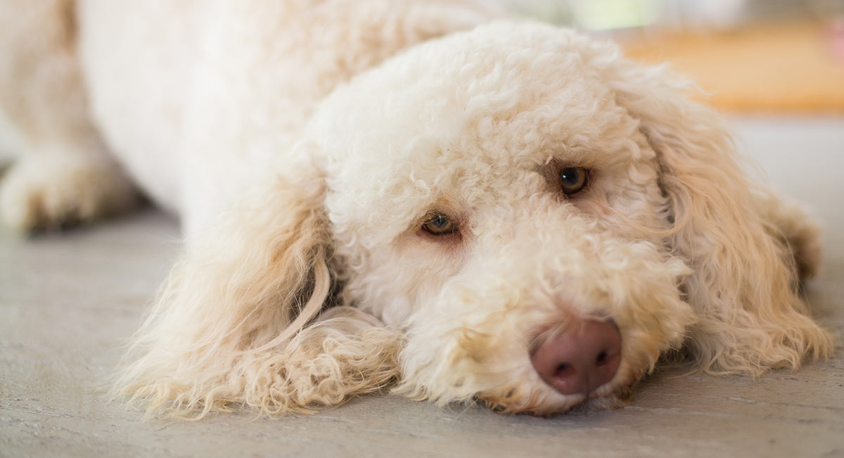 family dogs hypoallergenic