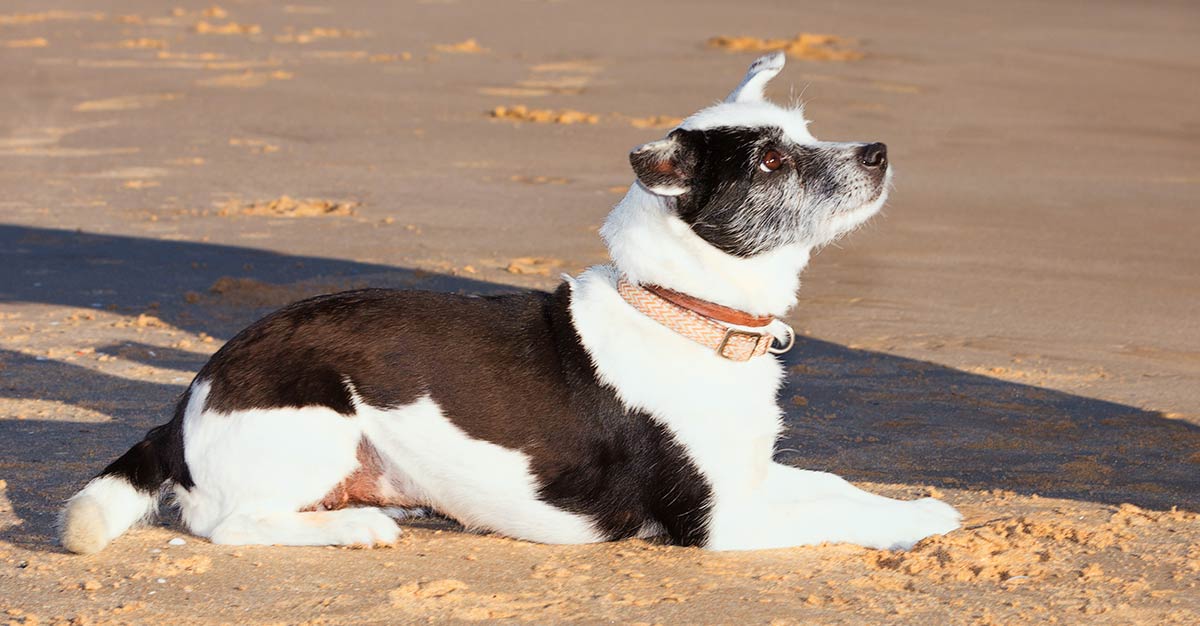 What Does It Mean When A Dog Lays Down On You at Michael Carstarphen blog