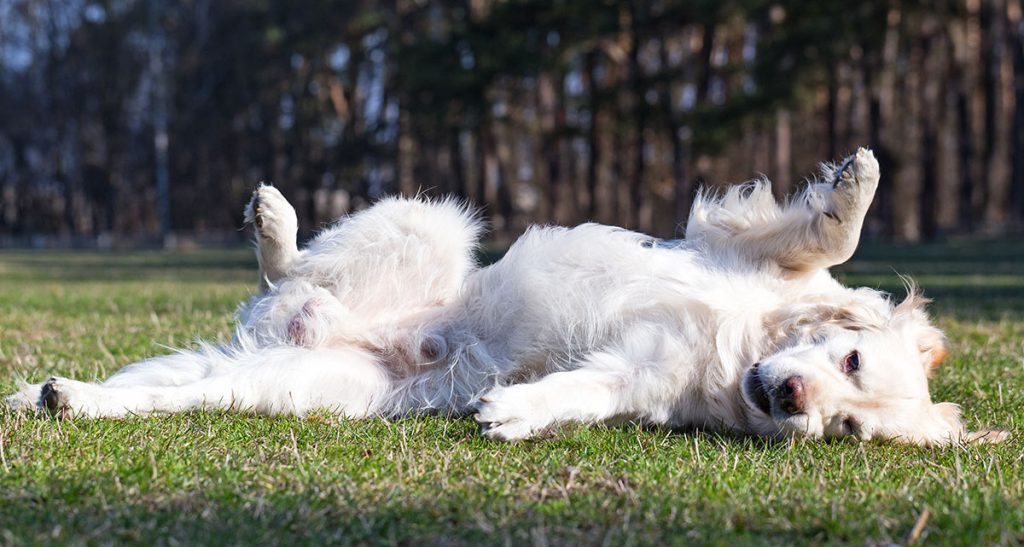 Why Do Dogs Roll In Grass When You Take Them Outside