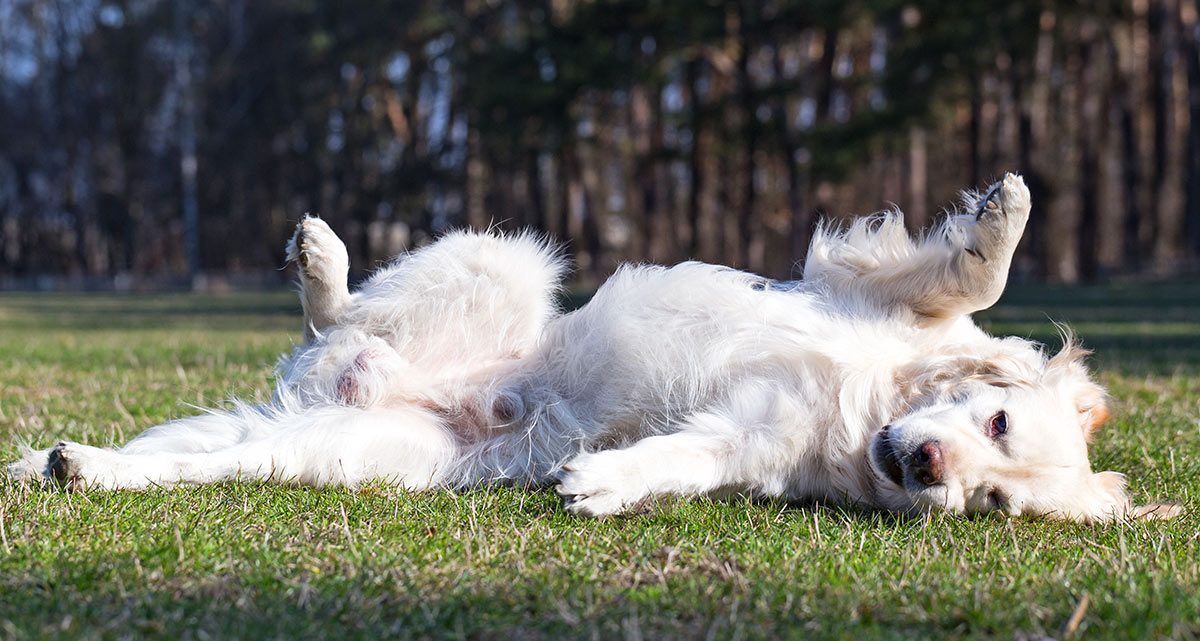 Warum wälzen sich Hunde im Gras