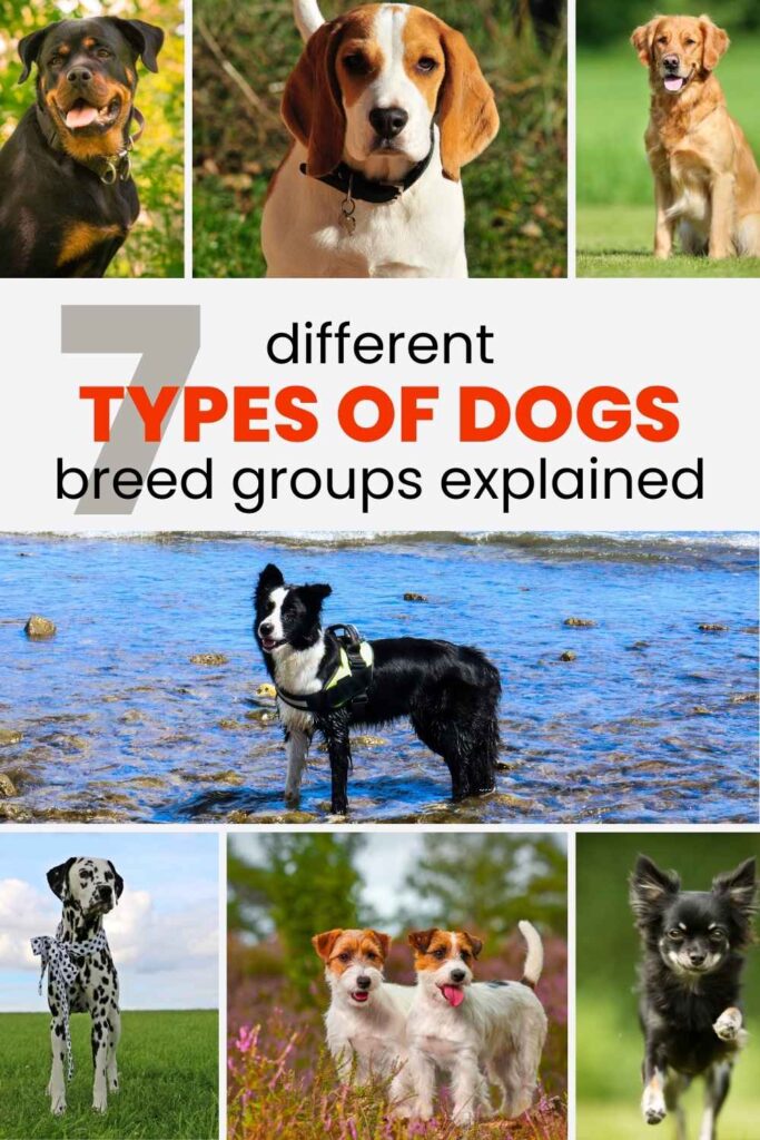 photos of different types of dogs
