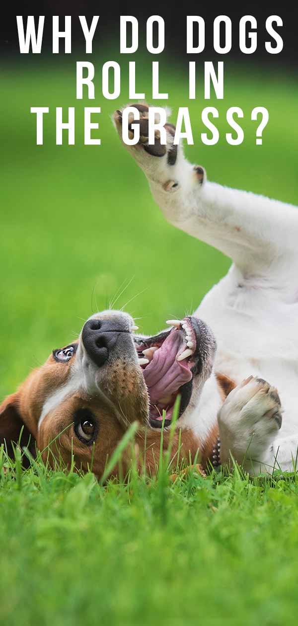 Warum wälzen sich Hunde im Gras