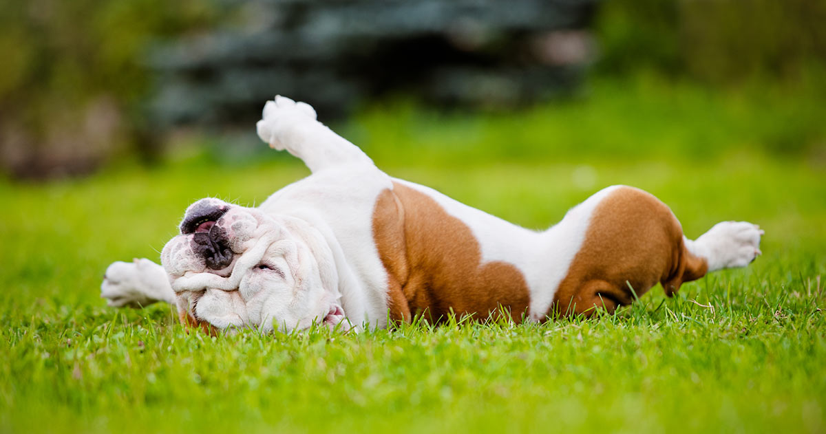 Why Do Dogs Roll In Grass - The Happy Puppy Site