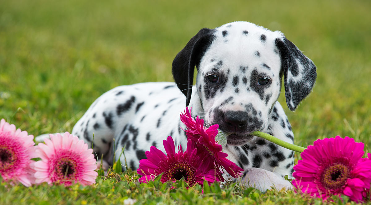 different types of breed