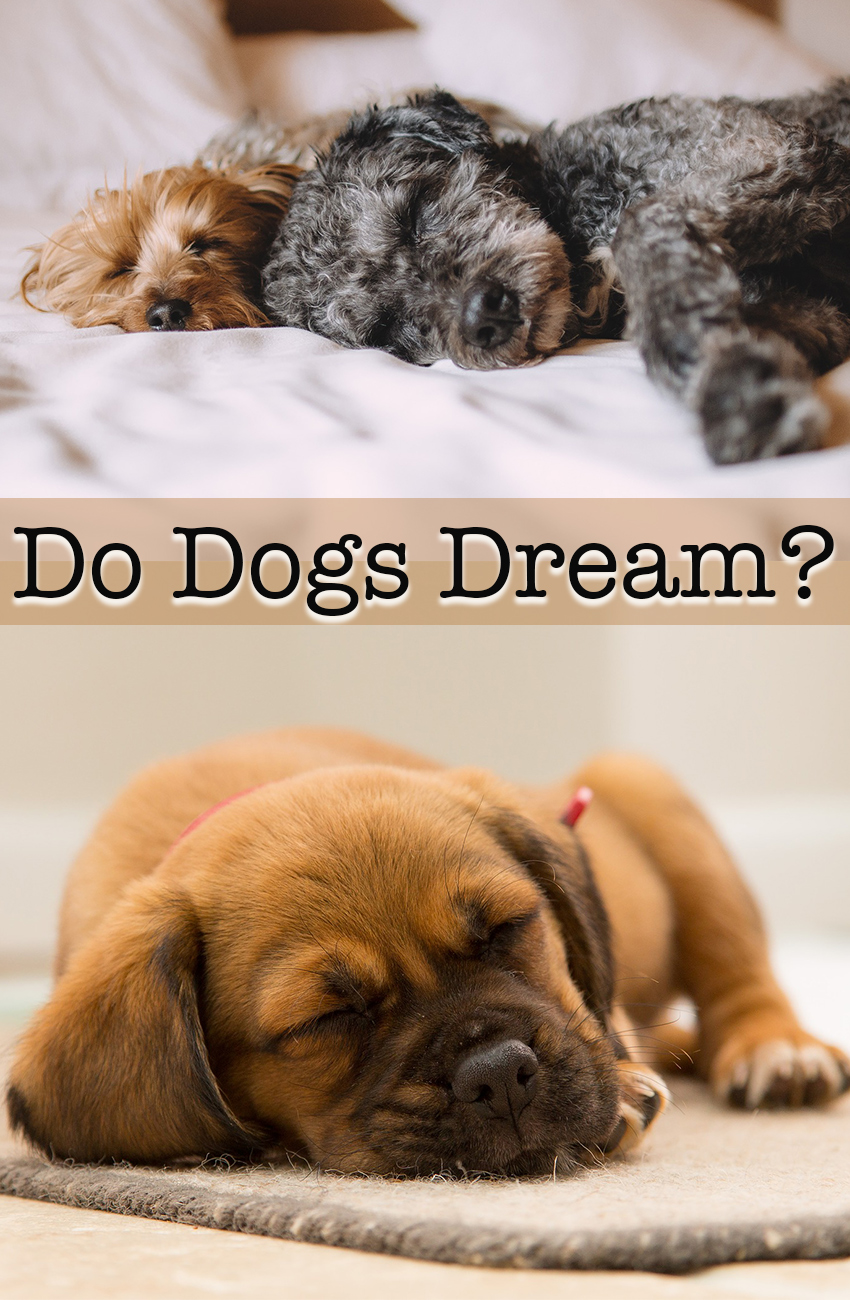 dreaming of dogs download