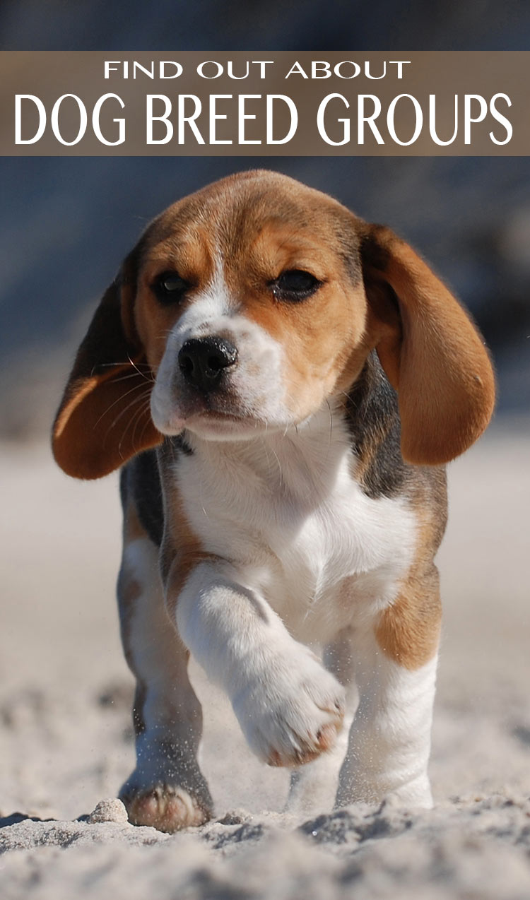 Find out about the characteristics and origins of dogs in different dog breed groups