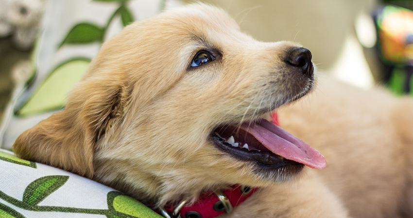 when do labrador puppies lose their puppy teeth