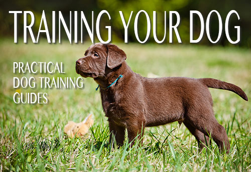 Image result for Dog Training Tip