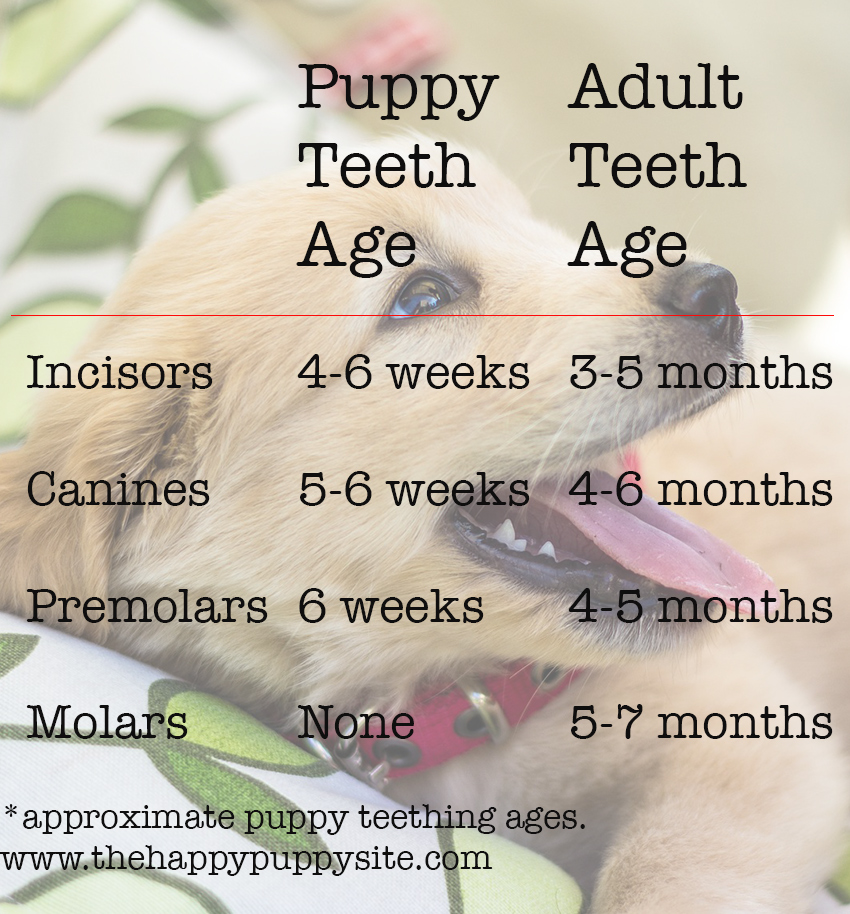 Dog Teeth Aging Chart