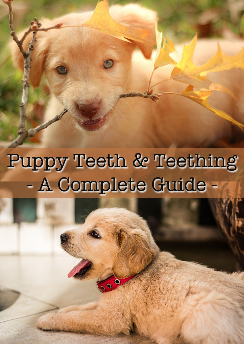 Puppy Teeth and Teething: What To Expect? - The Happy ...