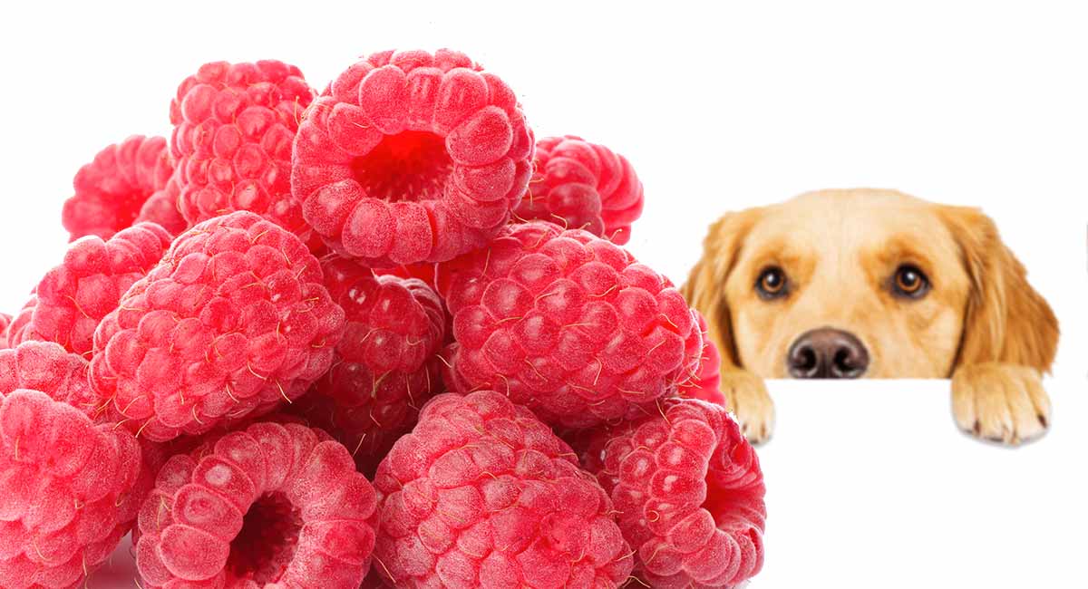 are black raspberries good for dogs