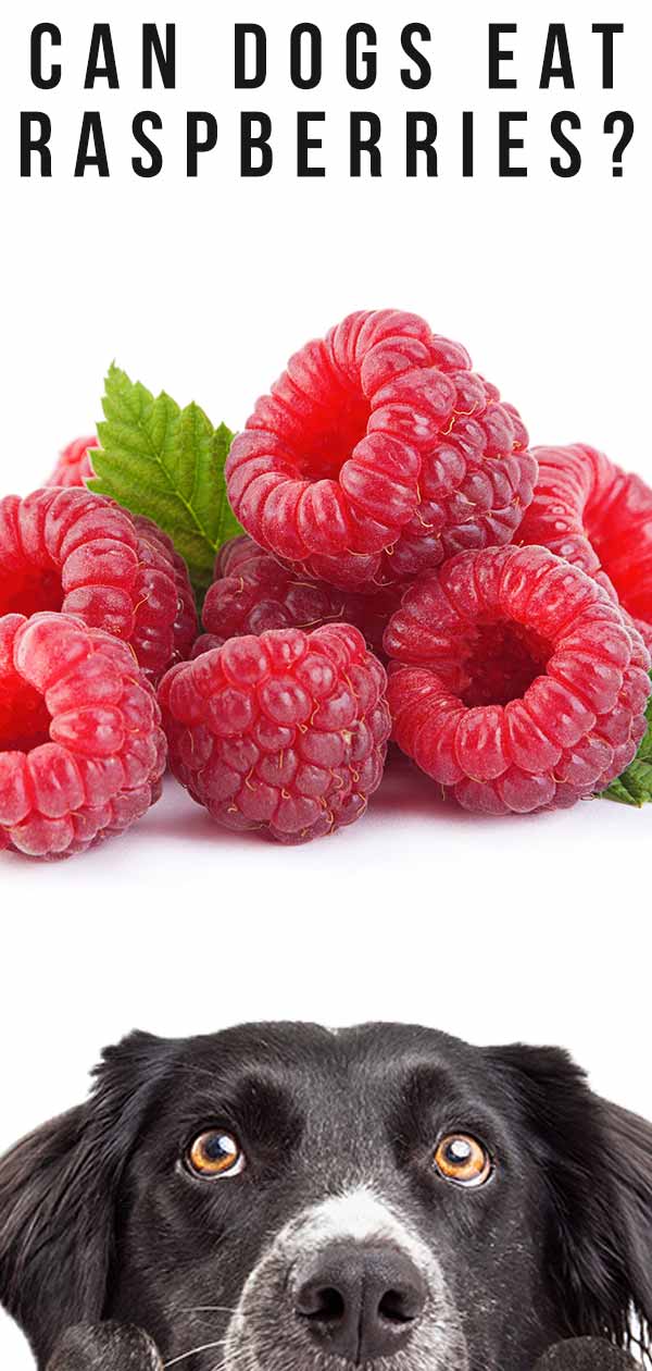 can dogs eat raspberries