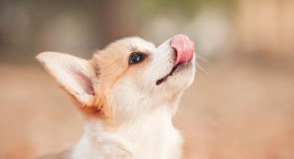 why does a poodle lick the air constantly