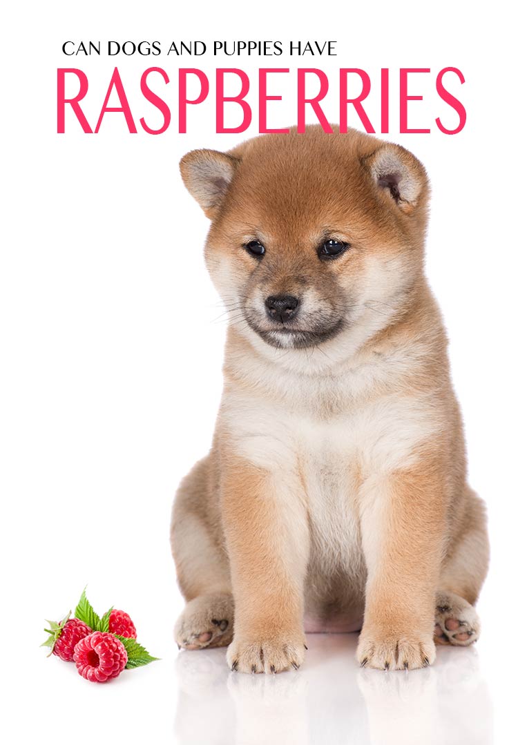 Can Dogs Eat Raspberries - A Complete Guide To Raspberries For Dogs