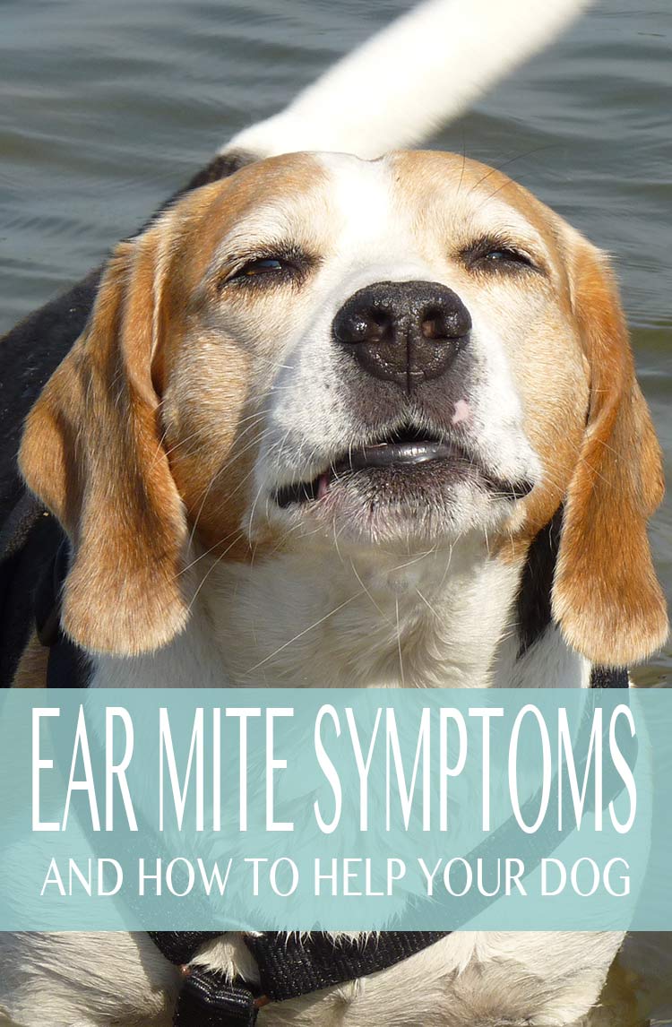 can basset griffon cause ear mites