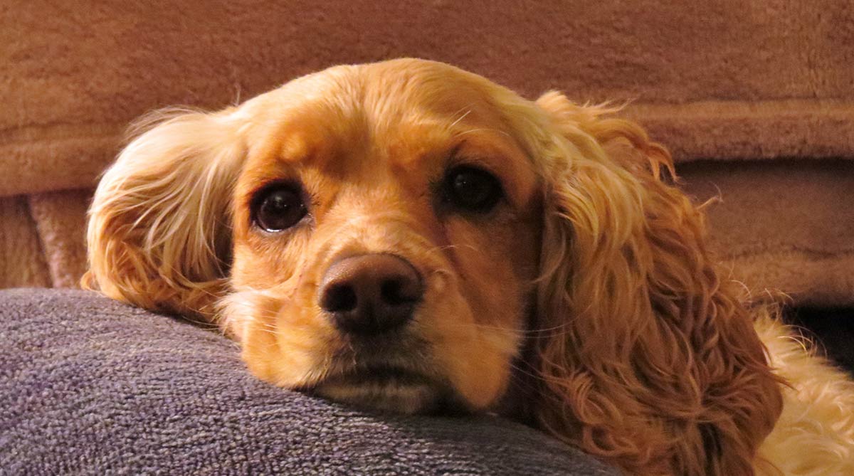 small dogs with floppy ears