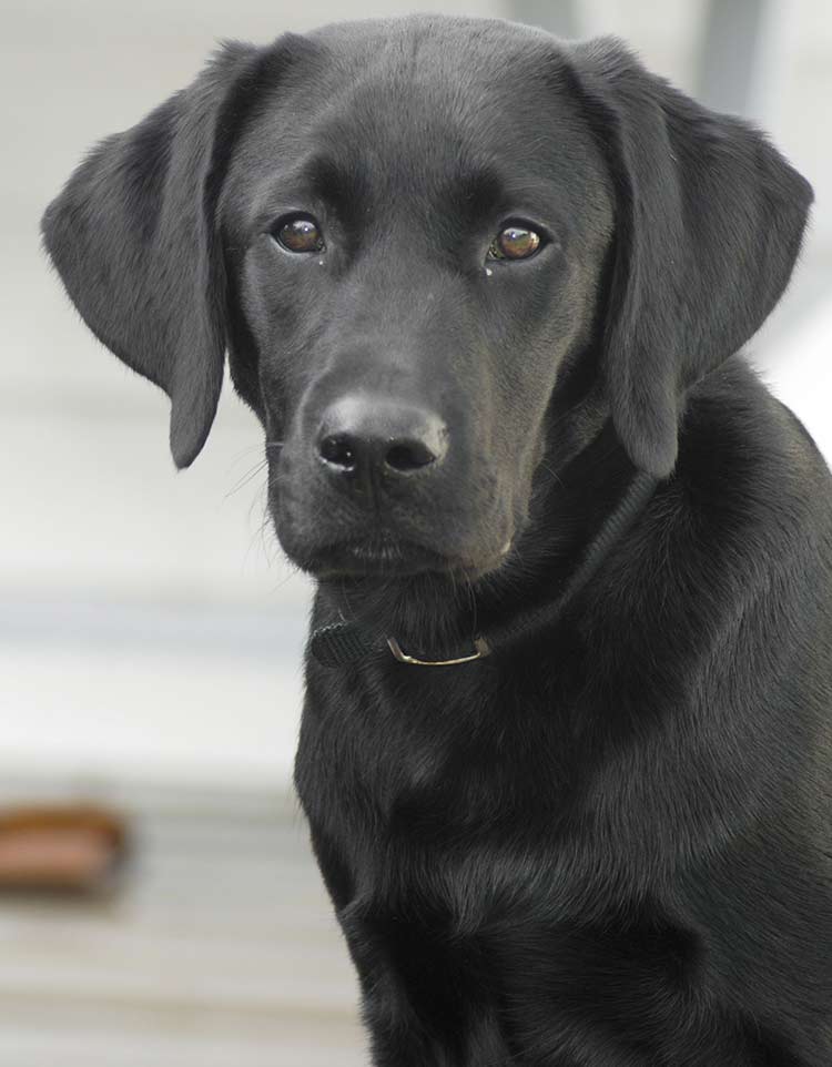 hunt point retriever breeds