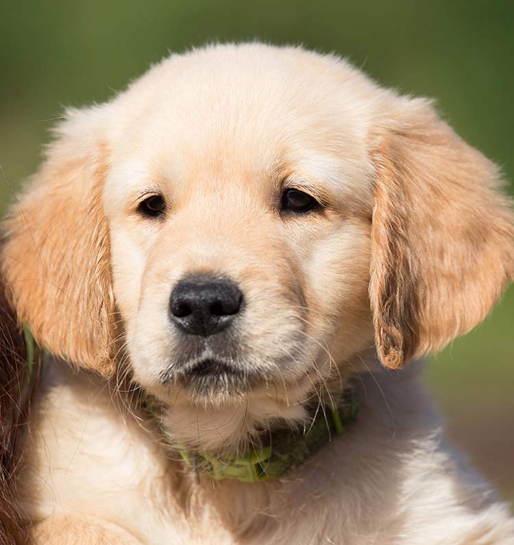 Sporting Dogs A Guide To Our Hunting Dogs And Gundog Breeds