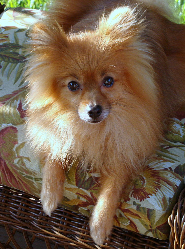 Adorable Pomeranian Husky Mix Brown