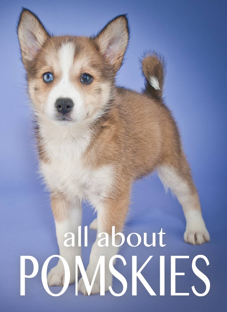 what is the temperament of a pomsky