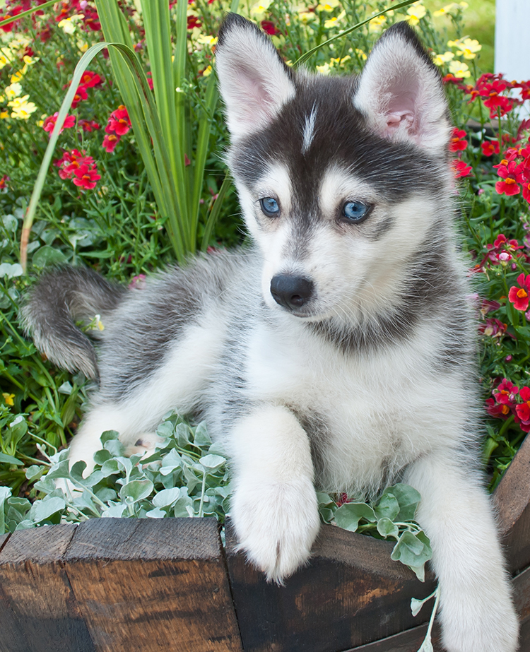 When this pup is a full grown pomsky he will still a smaller version of his husky mother