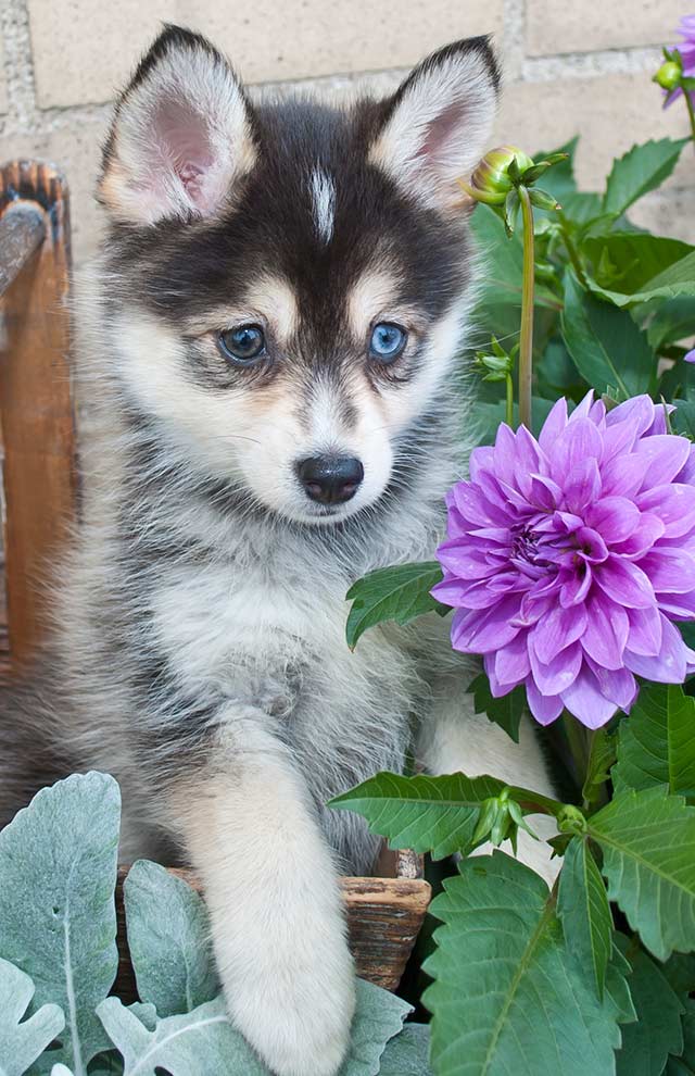 do pomsky dogs shed a lot