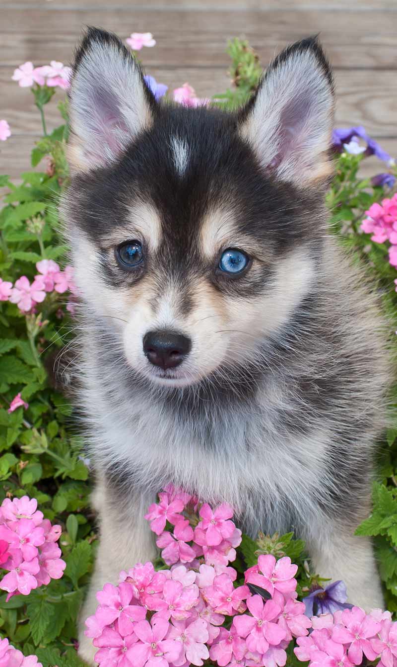 pomsky puppy stuffed animal