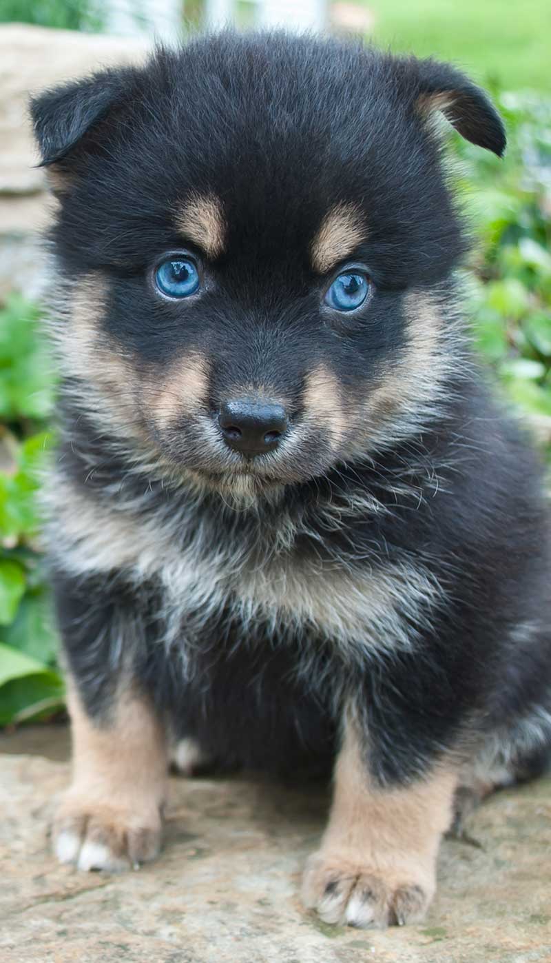 This pomsky pup looks more husky than pomeranian