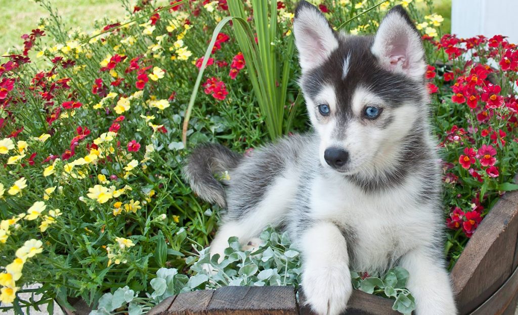pomsky puppies can be dogs with green eyes