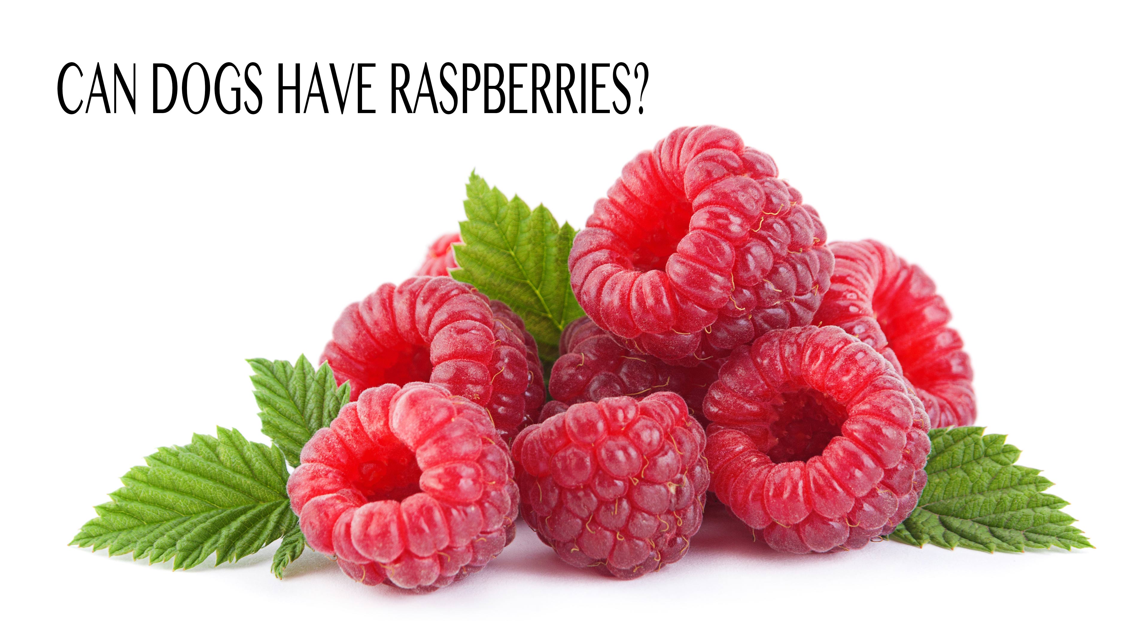 Can Dogs Eat Raspberries - A Complete Guide To Raspberries ...