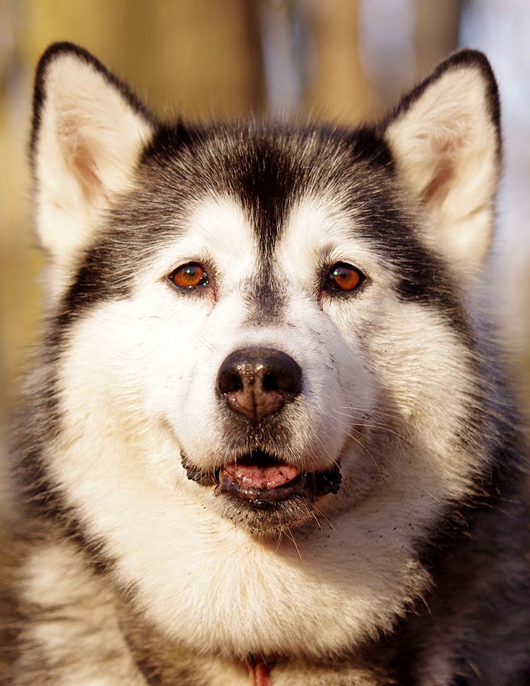 The Pomsky puppies are half Siberian Husky