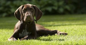 The sporting dogs breed group includes the lovely German Shorthaired Pointer