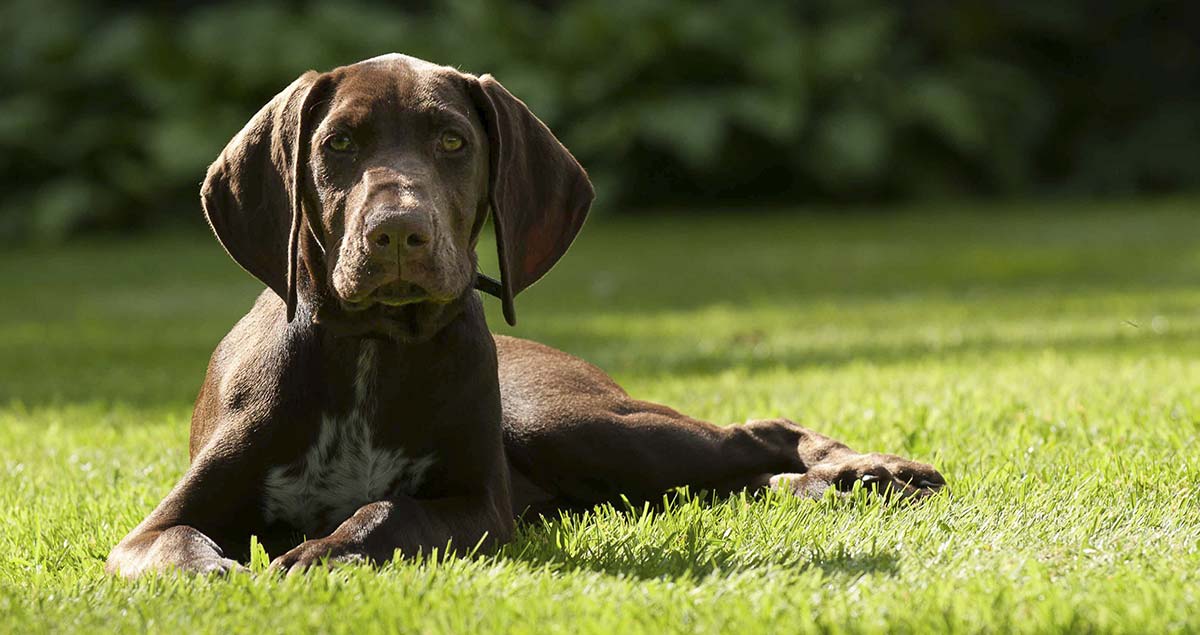 gun dog breeds